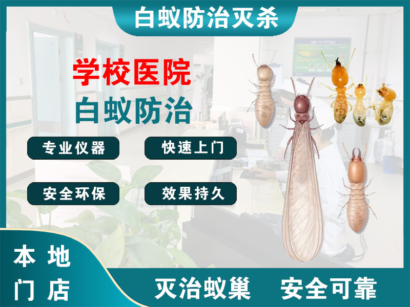 富阳区学校医院白蚁防治