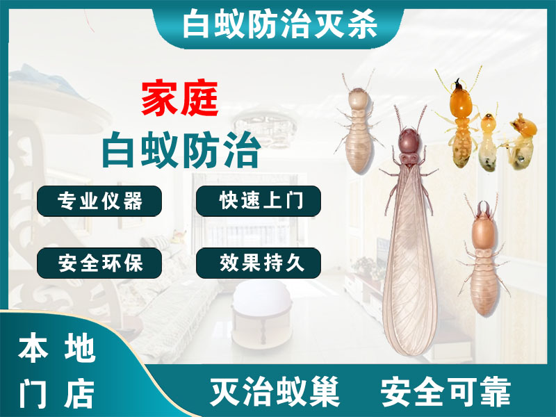 富阳区家庭白蚁防治