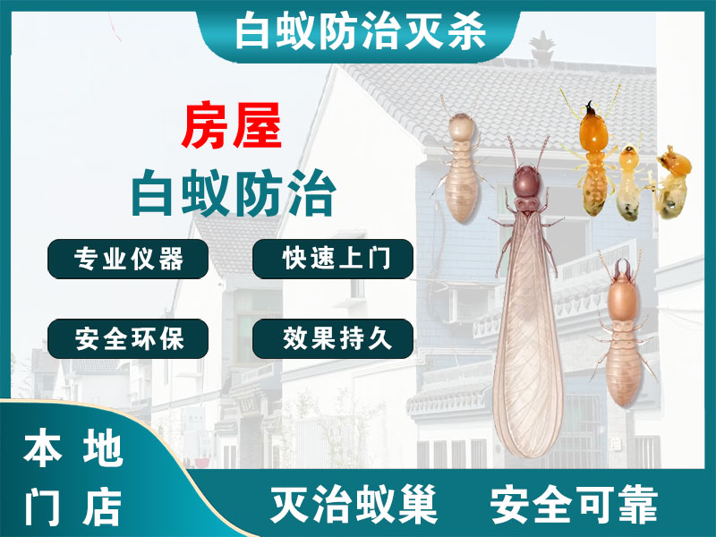 富阳区房屋白蚁防治